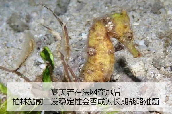 gao-fu-ruo-zai-fa-wang-duo-guan-hou-bo-lin-zhan-qian-er-fa-wen-ding-xing-hui-fou-cheng-wei-chang-qi-zhan-lve-nan-ti-2-607.jpg